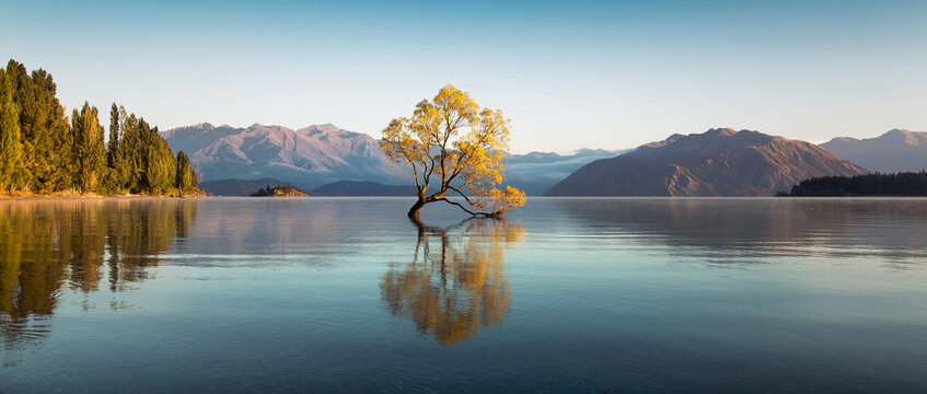 Fototapeta The Wanaka tree at dawn.