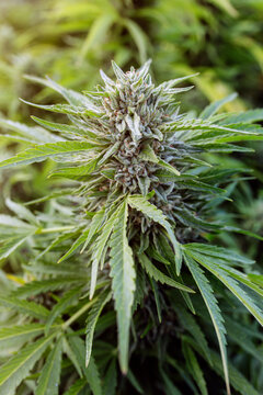 California cannabis farm