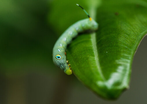 Green Worm on the leaf