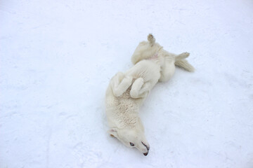 White husky dog with blue in the snow.