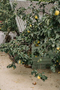 quince tree in the garden