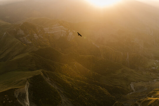 Bird at sunset