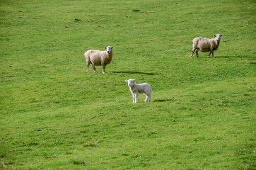 Fototapeta na wymiar Sheep on a cloudy day at One Tree Hill in Auckland, New Zealand