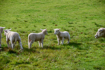 Obraz premium Sheep on a cloudy day at One Tree Hill in Auckland, New Zealand