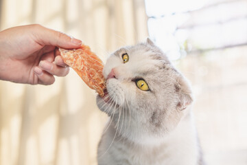 A hand holding a dried squids to feed the cat