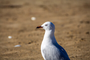 Seagull walking on the beach