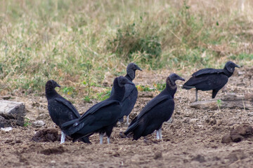 black raven on a rock