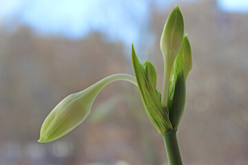 white blossoming flowers. traditional spring flower, easter flower, floral background