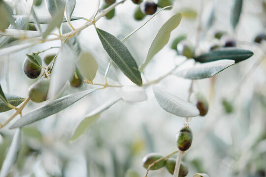 Close up of olive branches with olives