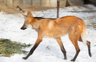Maned wolf.
It is a predatory mammal of the canine family. Translated from Greek, its name means...