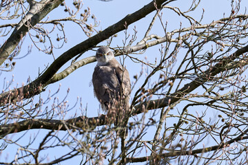 Northern goshawk (Accipiter gentilis)