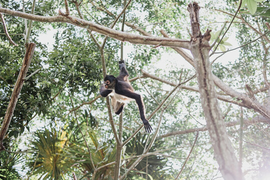 Spider Monkey