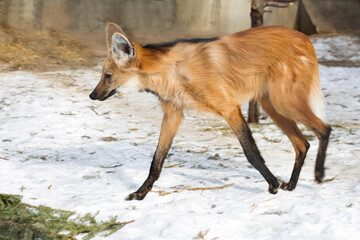 Maned wolf.
It is a predatory mammal of the canine family. Translated from Greek, its name means 