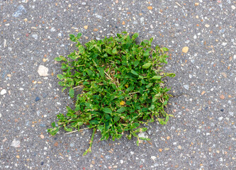 Sprouted green grass on the asphalt in summer