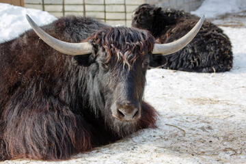 Domestic yak, or Tibetan bull.
  This is an ungulate mammal. The homeland of the yak is Tibet.