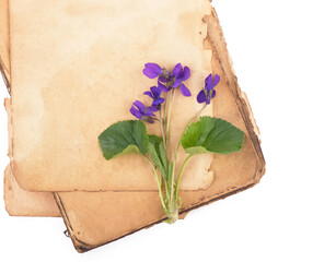Vintage romantic background with old book, violet flowers against white background and copy space.