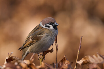 Eurasian tree sparrow (Passer montanus)