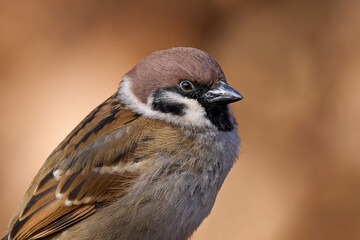 Eurasian tree sparrow (Passer montanus)