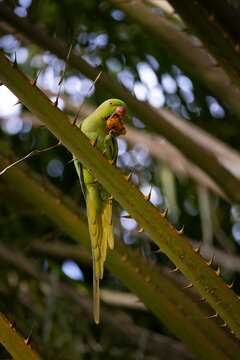 A green parrot sitting in a palm tree feeding on a palm seed