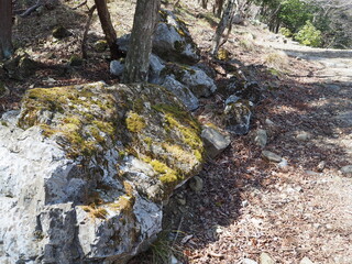 初夏の養老山の登山にある苔むした岩