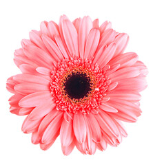 pink gerbera flower isolated on white, flower background