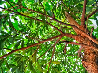 leaves and stems of plants