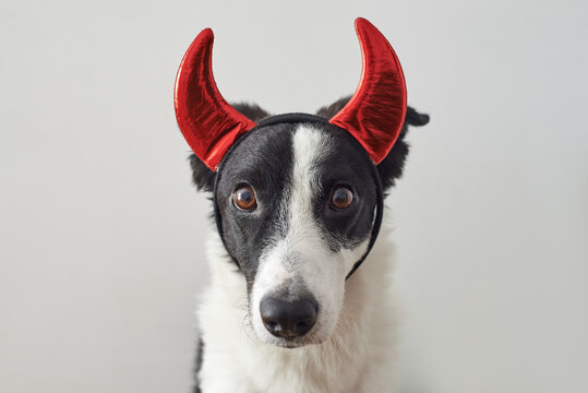 Dog wearing red devil's horns as a Halloween costume.
