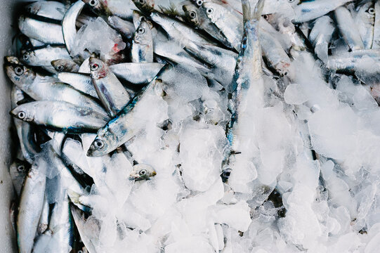 Seafood, Dungeness, Kent, UK