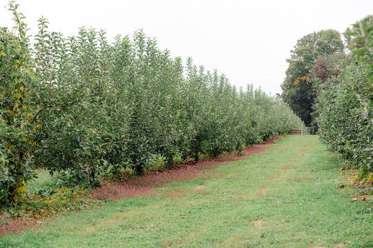 Apple orchard