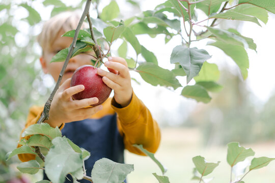 Little boy picking apples in an orchard