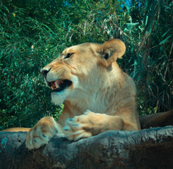 La reina de la sabana 