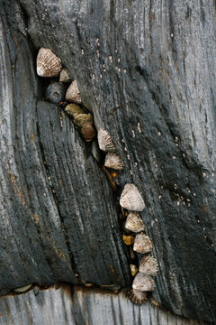 Limpets on rock