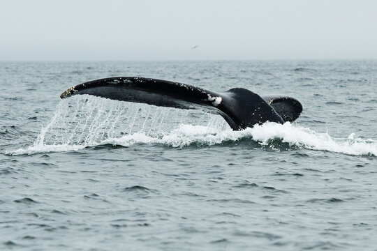 Humpback tail