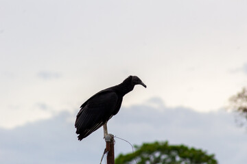 raven on a branch