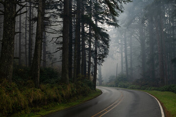 Dark misty road curving into the distance