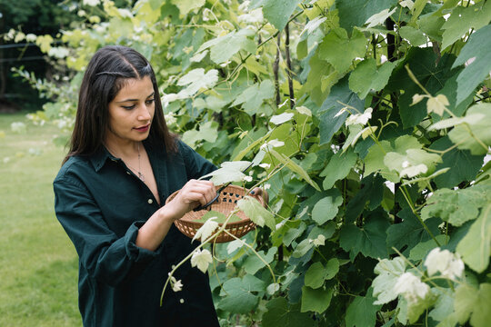 Young Indian Woman Harvesting Wine Leaves Outdoors For Handmade Dolmadakia
