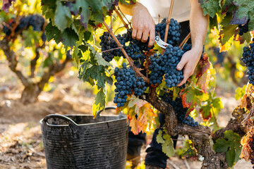 Close up of unrecognizable farmer harvesting grapes