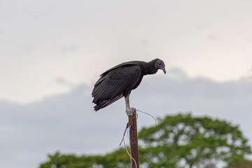 Naklejka premium heron