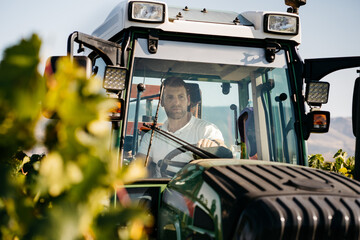 Farmer driving a tractor in vineyards during grape harvesting