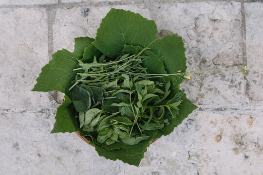 Still Life Of Wine Leaves And Herbs For Handmade Dolmadakia