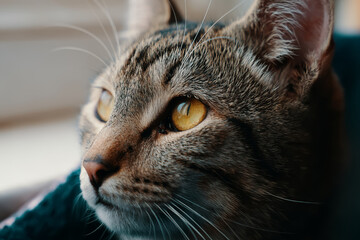 Tabby cat close-up. Kitten with yellow eyes looks into distance. Sunlight falls on pet.