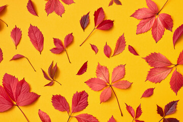 Decorative collage from fallen colorful leaves.