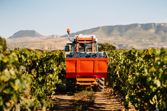 Back view of a tractor carrying grapes during grape harvesting
