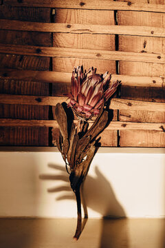 A hand shadow holding a protea