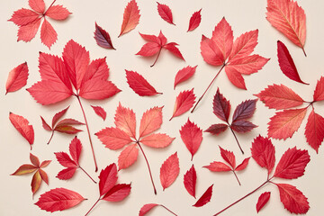 Natural colorful fallen autumn leaves pattern.