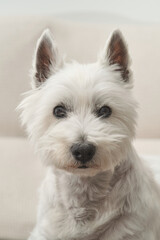 Portrait of the West Highland White Terrier. The dog is lay down on a grey couch. Ears upright and attentive eyes, looking at camera.