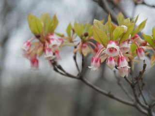 愛らしいコヤスドウダン
