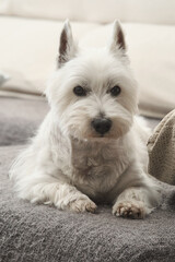 Portrait of the West Highland White Terrier. The dog is lay down on a grey couch. Ears upright and attentive eyes, looking at camera.