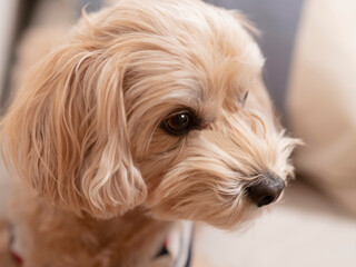 じっと座って見つめるかわいいアプリコットの小型犬【マルプー】