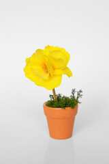 Yellow spring flower in tiny pot on white background. Spring concept.